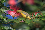 Olive-backed Sunbird