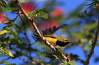 Olive-backed Sunbird