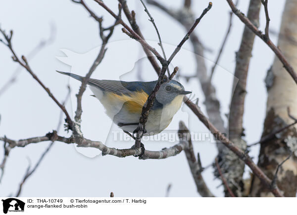 Blauschwanz / orange-flanked bush-robin / THA-10749
