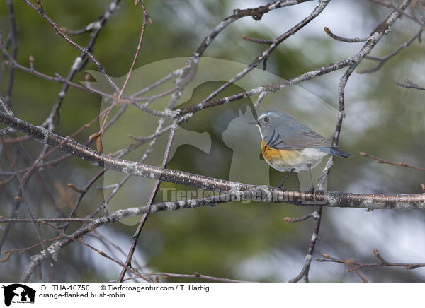 Blauschwanz / orange-flanked bush-robin / THA-10750