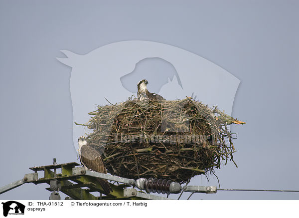 ospreys / THA-01512