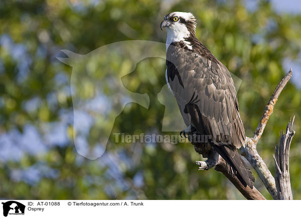 Osprey / AT-01088