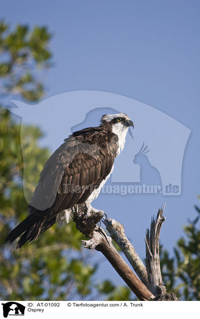 Osprey / AT-01092