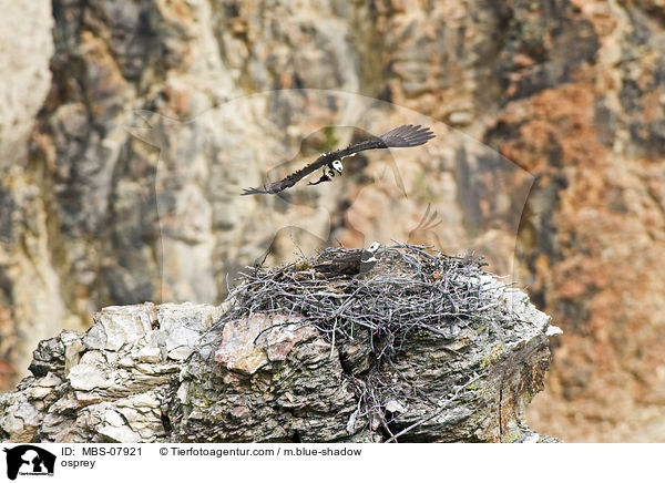 osprey / MBS-07921