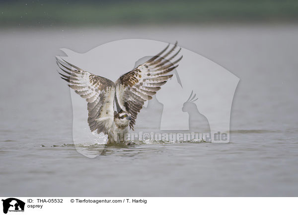 osprey / THA-05532