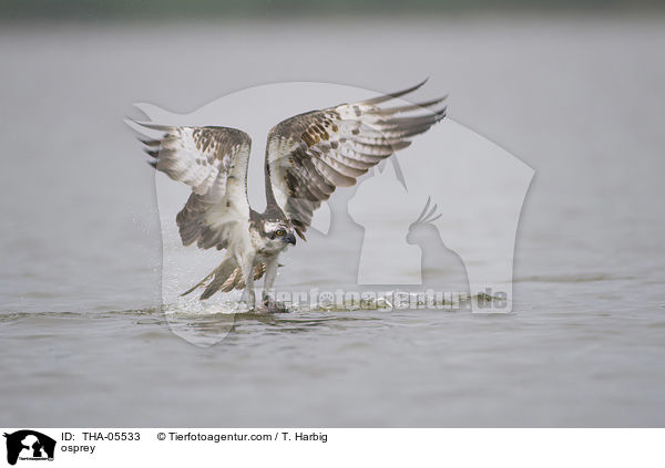 osprey / THA-05533