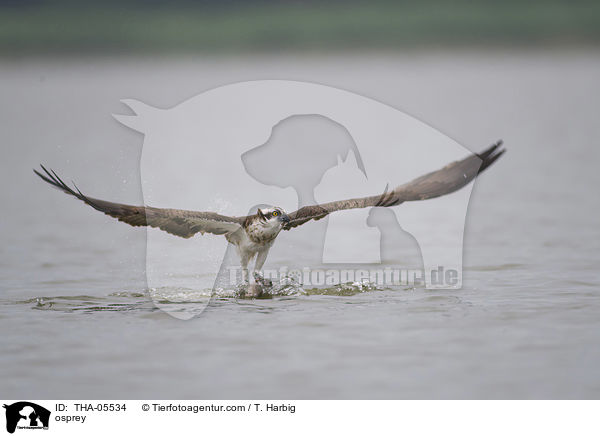 osprey / THA-05534