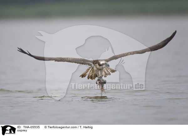 osprey / THA-05535