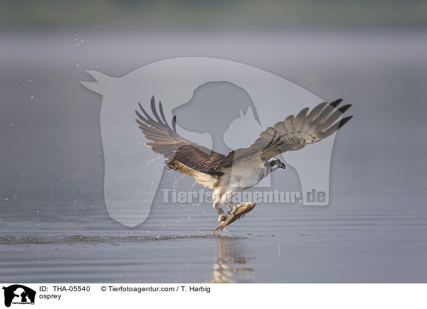 osprey / THA-05540