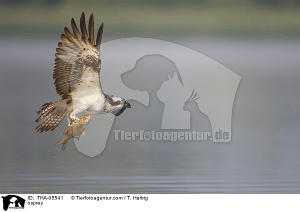 osprey / THA-05541