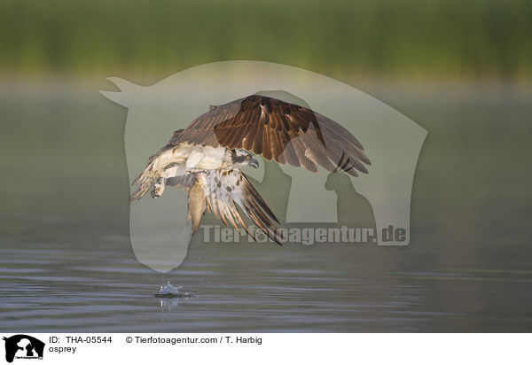 osprey / THA-05544