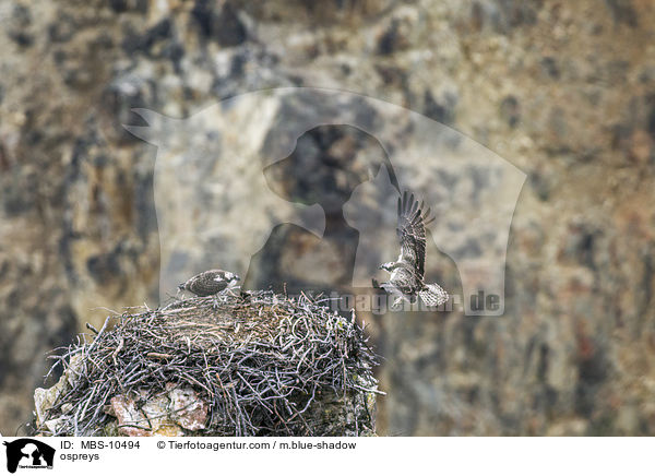 ospreys / MBS-10494