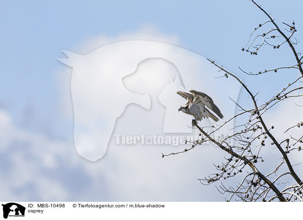 Fischadler / osprey / MBS-10498