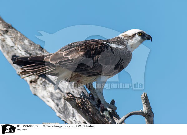 osprey / WS-06802