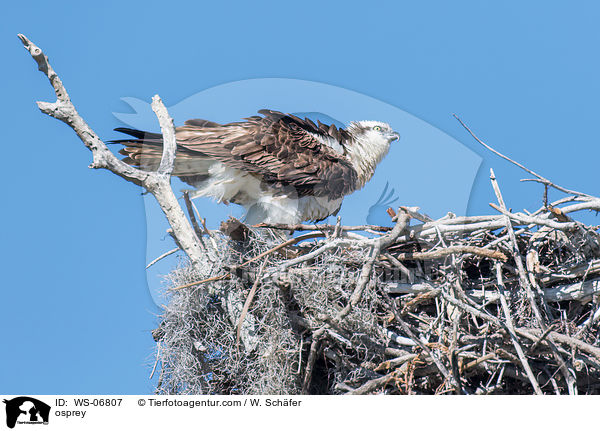osprey / WS-06807