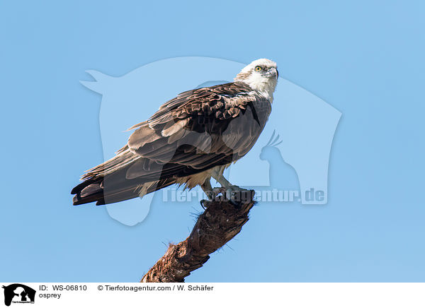 Fischadler / osprey / WS-06810