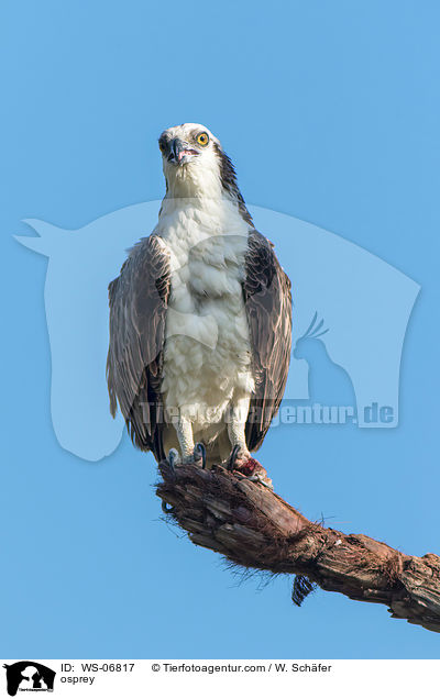 osprey / WS-06817