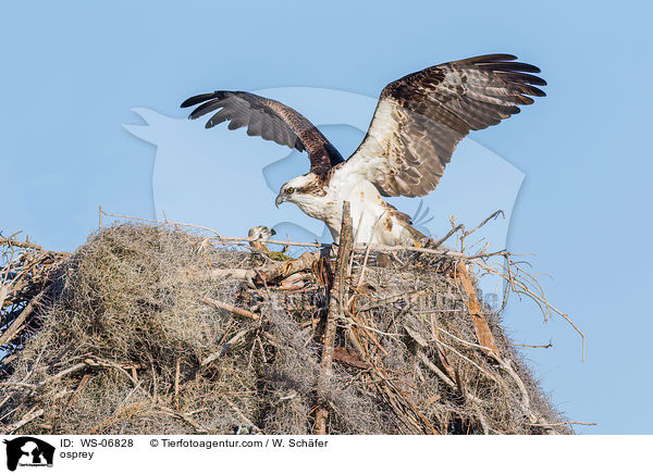 osprey / WS-06828