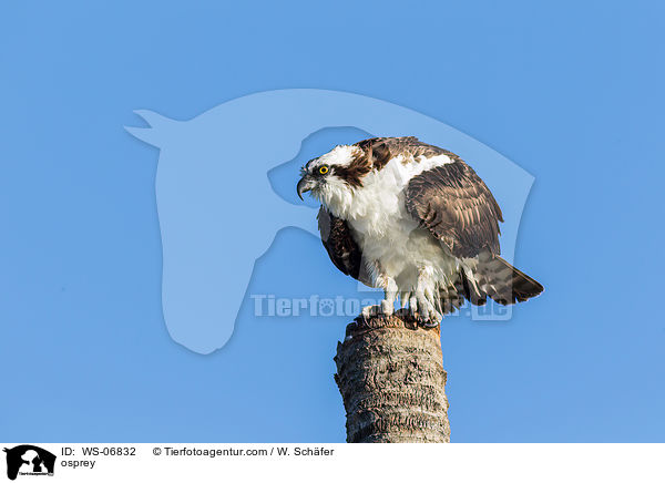 osprey / WS-06832