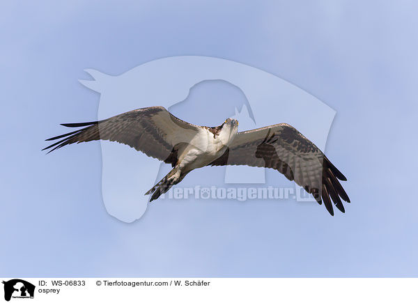 Fischadler / osprey / WS-06833