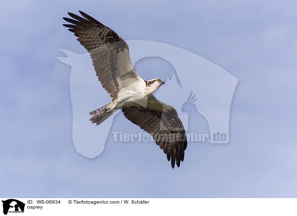 osprey / WS-06834