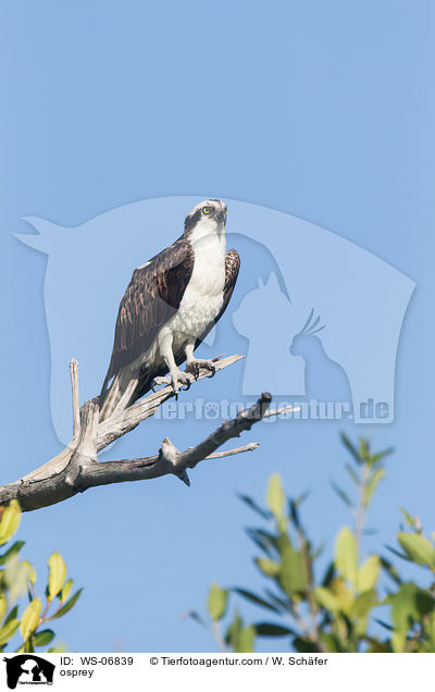 Fischadler / osprey / WS-06839