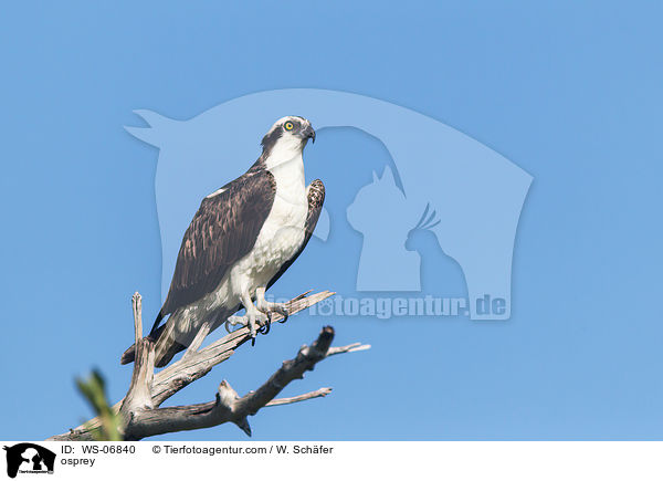 osprey / WS-06840