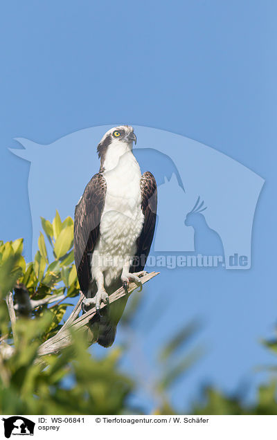 Fischadler / osprey / WS-06841