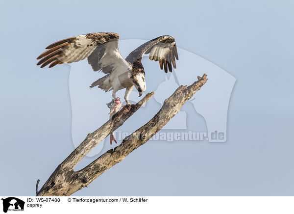 osprey / WS-07488