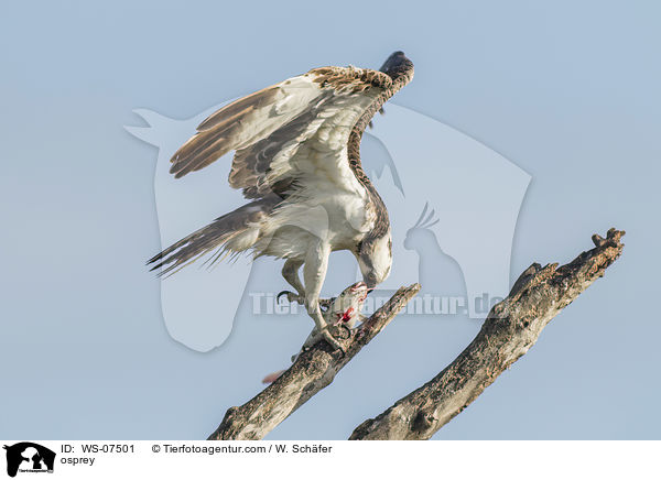 osprey / WS-07501