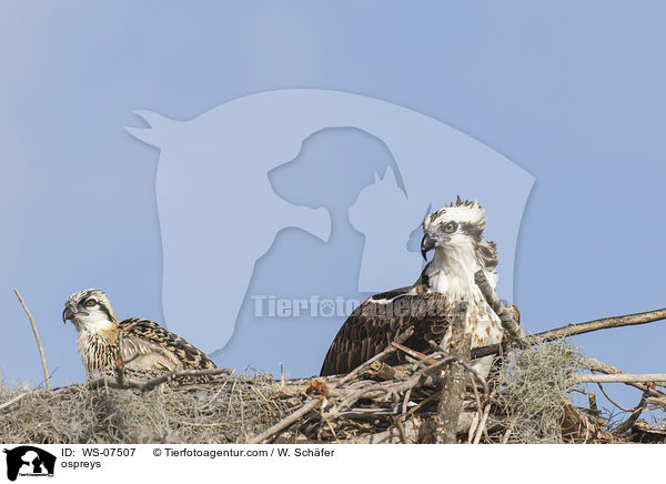 ospreys / WS-07507