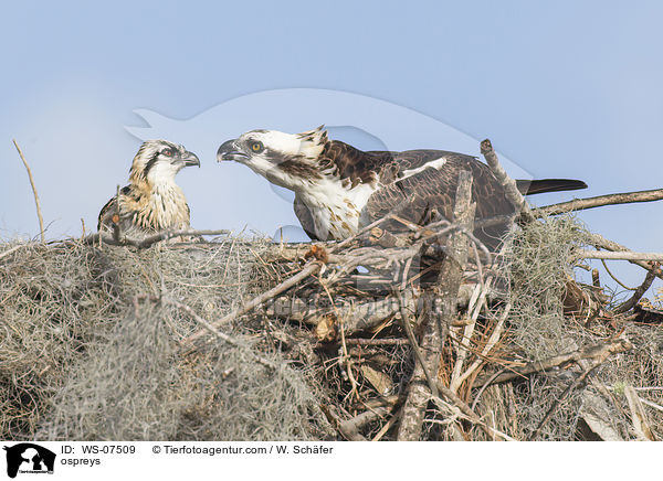 ospreys / WS-07509