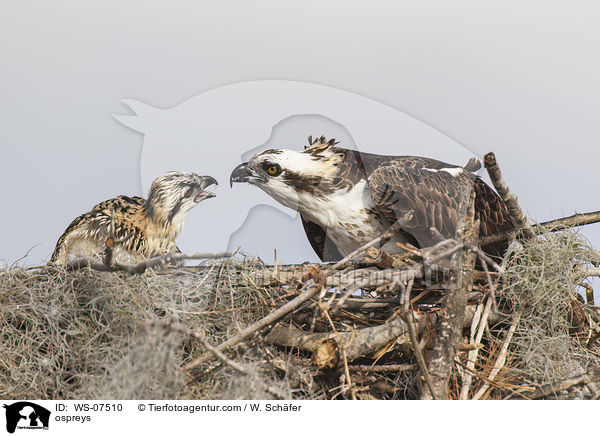 ospreys / WS-07510