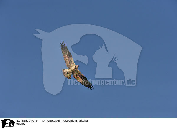 osprey / BSK-01079
