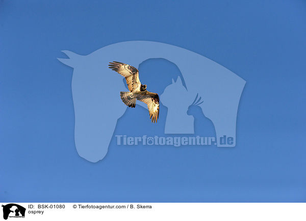 Fischadler / osprey / BSK-01080