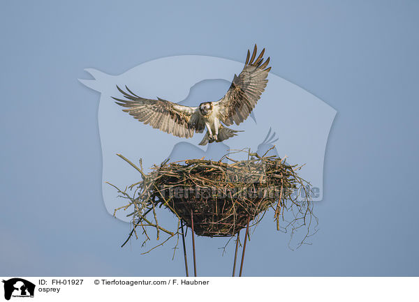 osprey / FH-01927