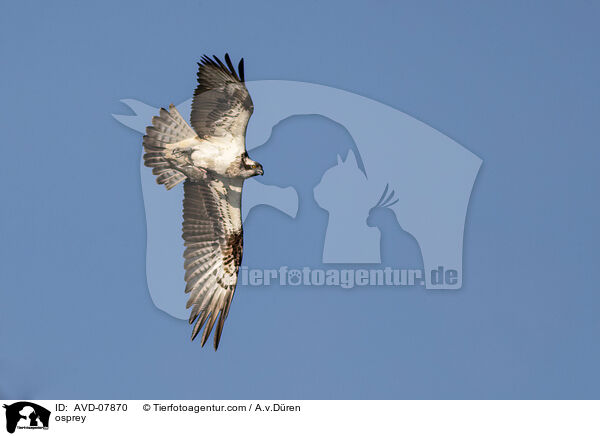 osprey / AVD-07870
