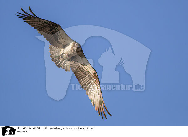 osprey / AVD-07878