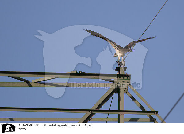 Fischadler / osprey / AVD-07880