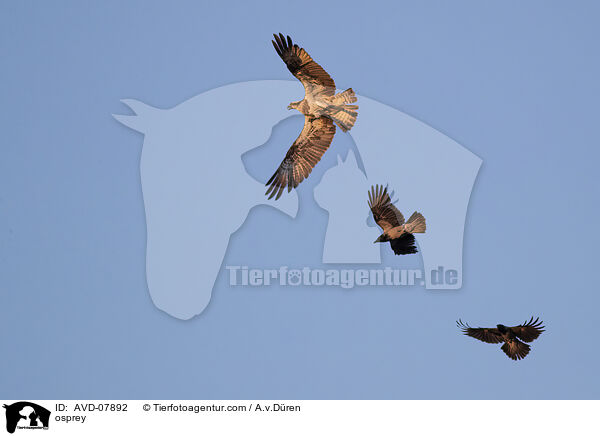 osprey / AVD-07892