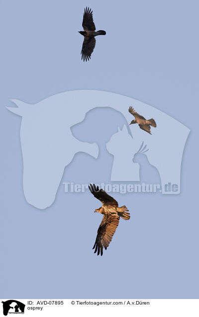 osprey / AVD-07895
