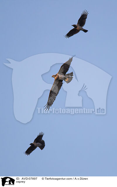 osprey / AVD-07897