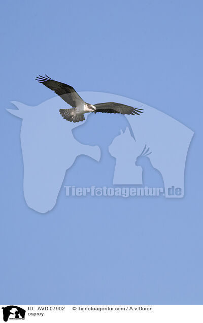 osprey / AVD-07902