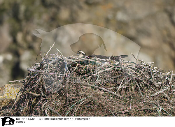 Fischadler / osprey / FF-15229