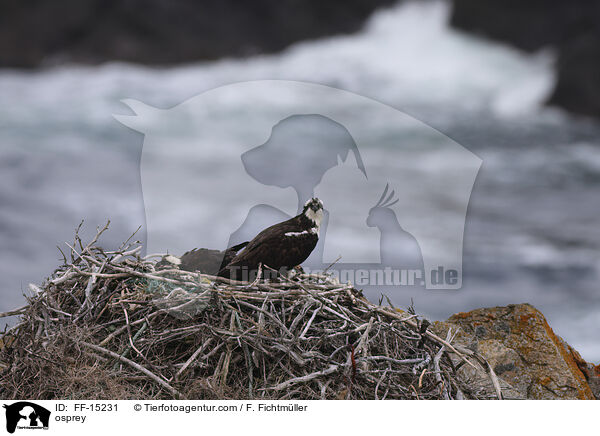 Fischadler / osprey / FF-15231