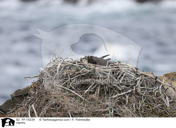 Fischadler / osprey / FF-15234
