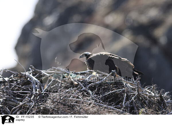 Fischadler / osprey / FF-15235