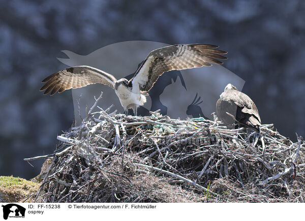 Fischadler / osprey / FF-15238