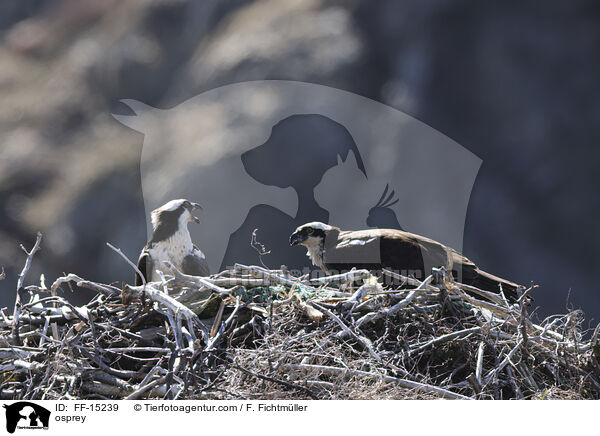 Fischadler / osprey / FF-15239