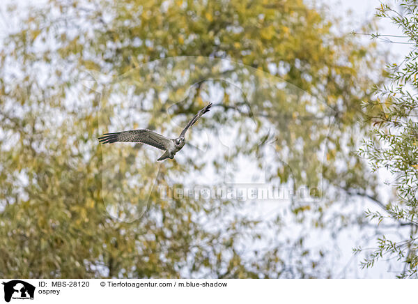 Fischadler / osprey / MBS-28120